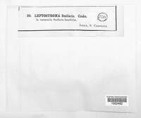 Leptostroma smilacis image